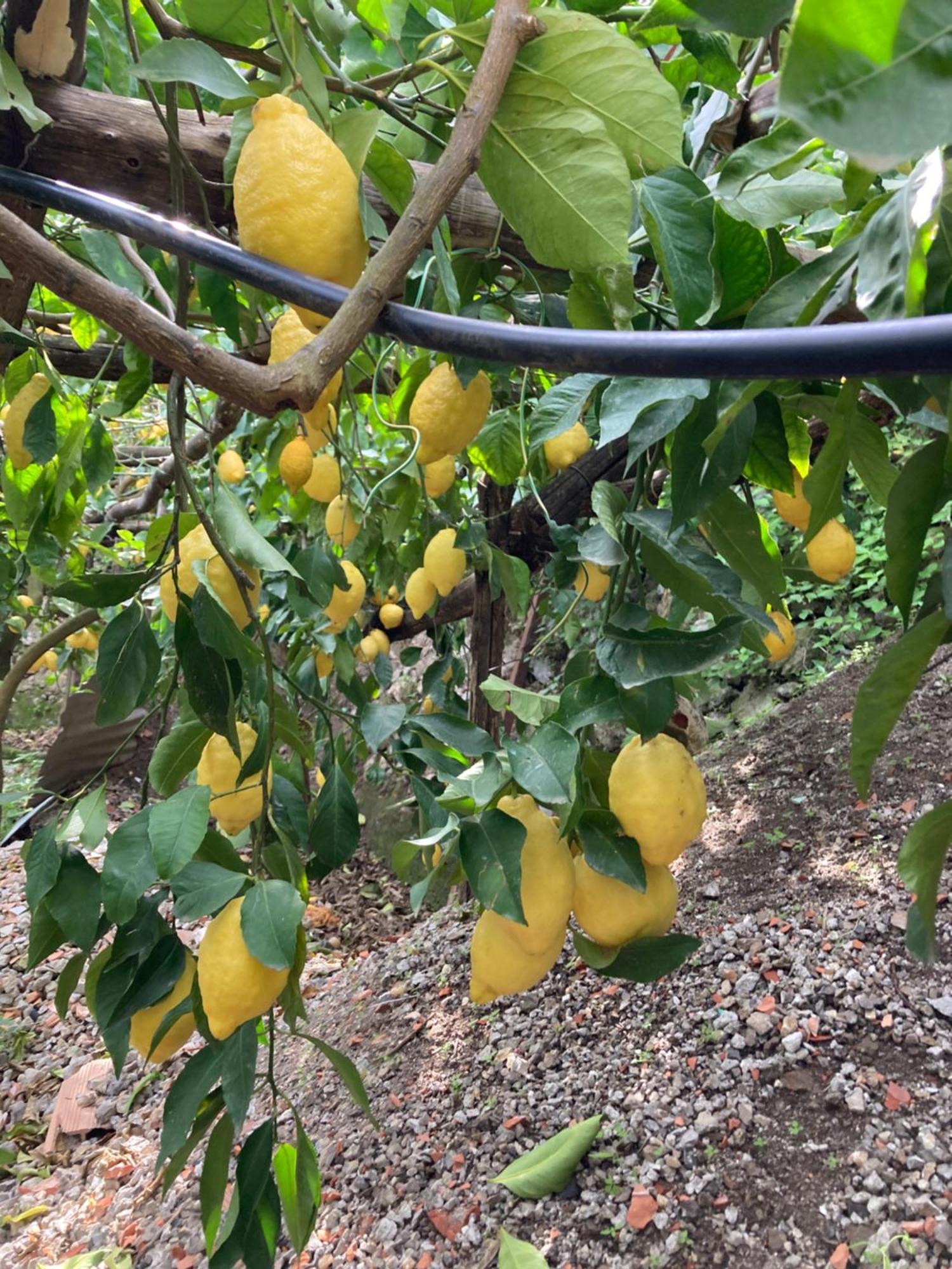 I Limoni 3*